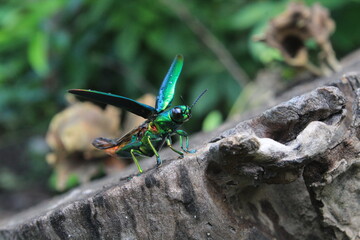 metallic green beetle opens its wings