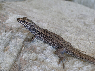 The filfola lizard (Podarcis filfolensis) basking in the sun on the rocks, Bulgaria