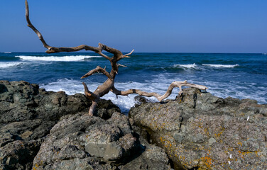 Naklejka premium Seascape, dry tree on stones on the Black Sea coast, Bulgaria