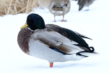 雪の中の鴨