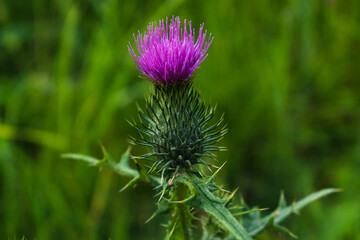 Milk thistle close up, for background, concept and illustration, silybum marianum, cardus