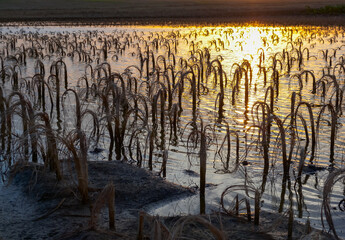 Rotten remains of corn stalks on a flooded field in the evening at sunset