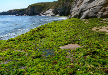 Rotting green and red algae washed ashore by a storm in Bulgaria, Black Sea