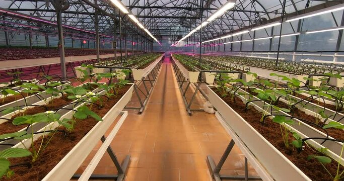 Growing strawberries in greenhouses. A modern greenhouse for the production of organic fruits. Strawberry Rows