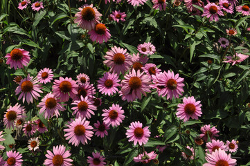 common daisy pink flower scient. name Bellis perennis - 651574727