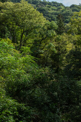 Fototapeta na wymiar Forest around hiking trail in Japan 