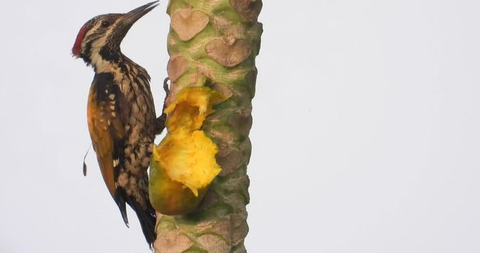 Black-rumped flameback eating Ripe papaya

