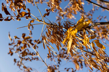 Maple tree foliage in autumn