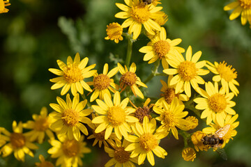 Flowers garden bees spiders butterflies plants
