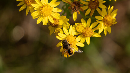 Flowers garden bees spiders butterflies plants