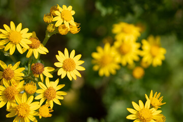 Flowers garden bees spiders butterflies plants