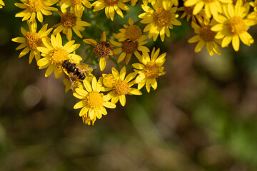 Flowers garden bees spiders butterflies plants