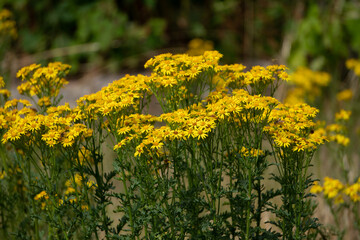 Flowers garden bees spiders butterflies plants