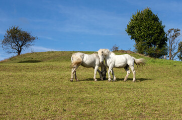 Obraz premium Two white horses on a hill