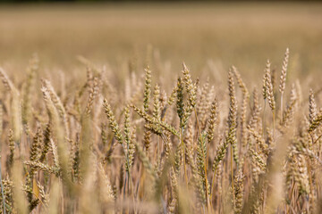 Fototapeta premium ready for harvesting dry wheat harvest