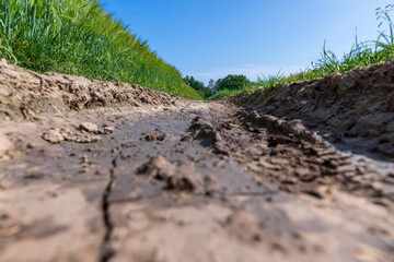 mud on a country road through a field of cereals