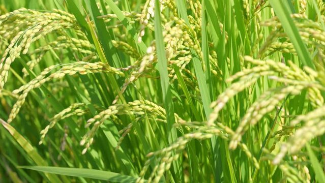 Bountiful ears of rice swaying in the wind, agriculture, rice fields