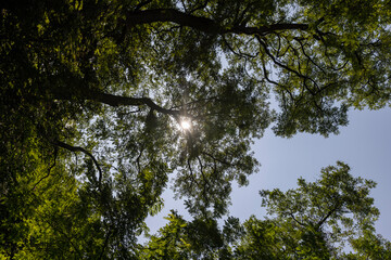 acacia trees in the autumn season in sunny weather