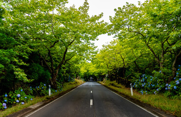 Obraz premium Estrada na ilha Terceira nos Açores