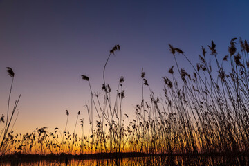 Obraz premium beautiful orange-yellow sunset on a lake with tall grass