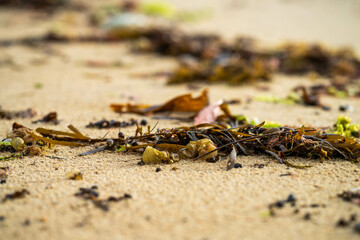 seaweed on beach in australia on sand