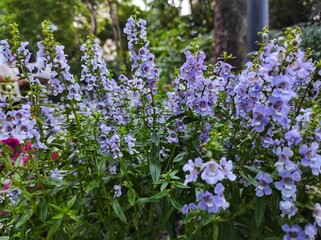Obraz premium Angelonia 'Angelface Perfectly Pink' or Summer Snapdragon blooming in the garden