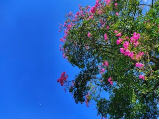 Low angle view of a ceiba tree with pink flowers, on a blue sky background. - Powered by Adobe