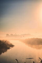 Misty Morning with swallows flying over small river. High quality photo - 651583518
