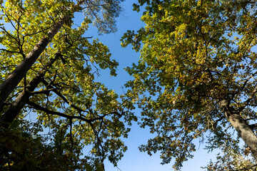 Fototapeta premium Oak tree in autumn leaf fall in sunny weather