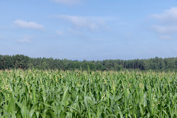 a field with green tall corn and corn cobs