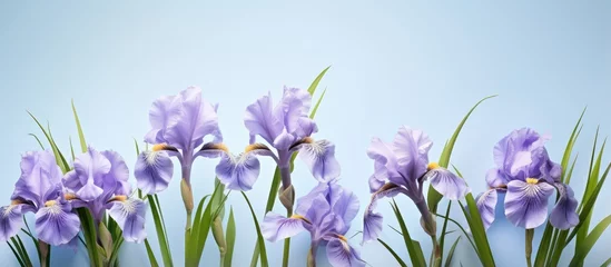 Keuken spatwand met foto Iris flowers against isolated pastel background Copy space © HN Works