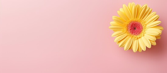 Gerbera flower in yellow against isolated pastel background Copy space