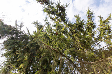 some of the trees ate in the spring season in cloudy weather