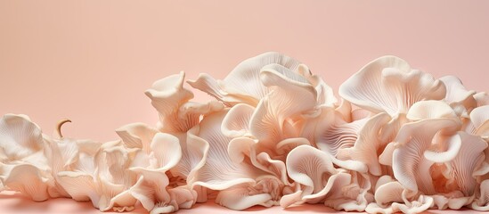 Fresh raw oyster mushrooms arranged on a isolated pastel background Copy space