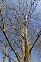 leafless trees in the spring season