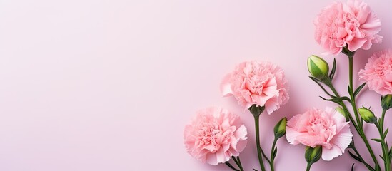 Fototapeta na wymiar Isolated carnation on isolated pastel background Copy space pink and lovely