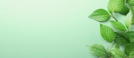 Green tea leaf showcased against a isolated pastel background Copy space