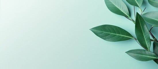 Green leaf isolated on a isolated pastel background Copy space