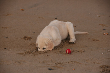 Beautiful English Cream Golden Retriever Puppy Playing at the Beach in the Outer Banks of North...