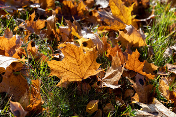 Green grass with a lot of damage and defects