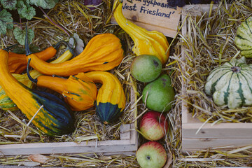 boxes with different types of pumpkins and zucchini at the autumn fair, decoration, autumn mood