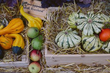 boxes with different types of pumpkins and zucchini at the autumn fair, decoration, autumn mood