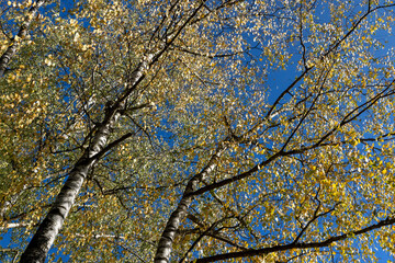 sunny autumn weather in a birch forest with a blue sky