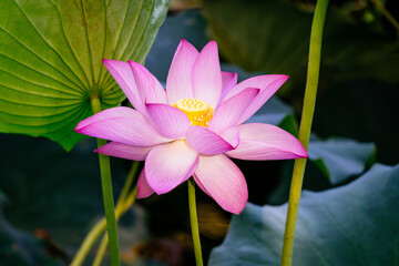 real wild pink lotus flower close up