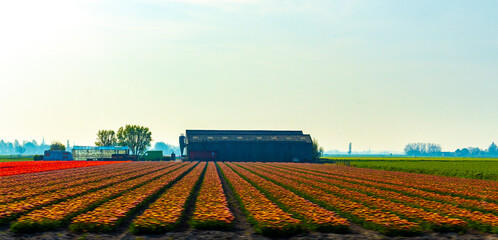 Passing the colorful red yellow green tulip fields Holland Netherlands.