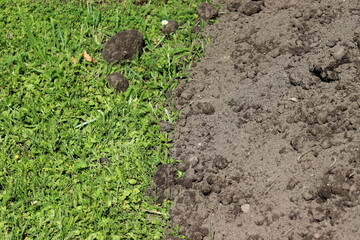 Garden soil in the garden © Agnieszka