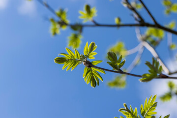 mountain ash tree branches in the spring season