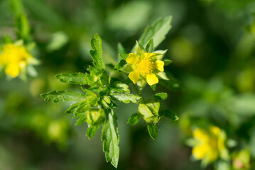 Fototapeta na wymiar Potentilla supina yellow flower closeup selective focus