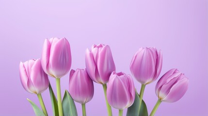 rows of lilac tulips