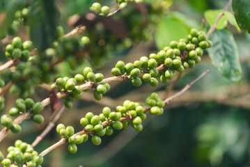 Green coffee bean berry plant with sunlight. Fresh raw seed coffee tree growth in eco organic farm morning time. Close up Green seed berries arabica coffee garden. Fresh coffee bean green leaf plant